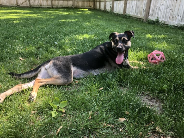 Roo, a Labrador Retriever and American Pit Bull Terrier mix tested with EmbarkVet.com