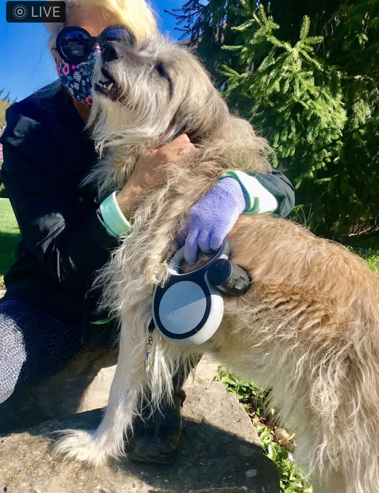 Charybdis, an Arabian Village Dog tested with EmbarkVet.com