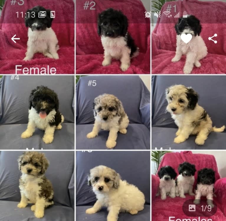 Photo of Cookie, a Poodle (Small), Cocker Spaniel, and Pomeranian mix in Quebec, Canada