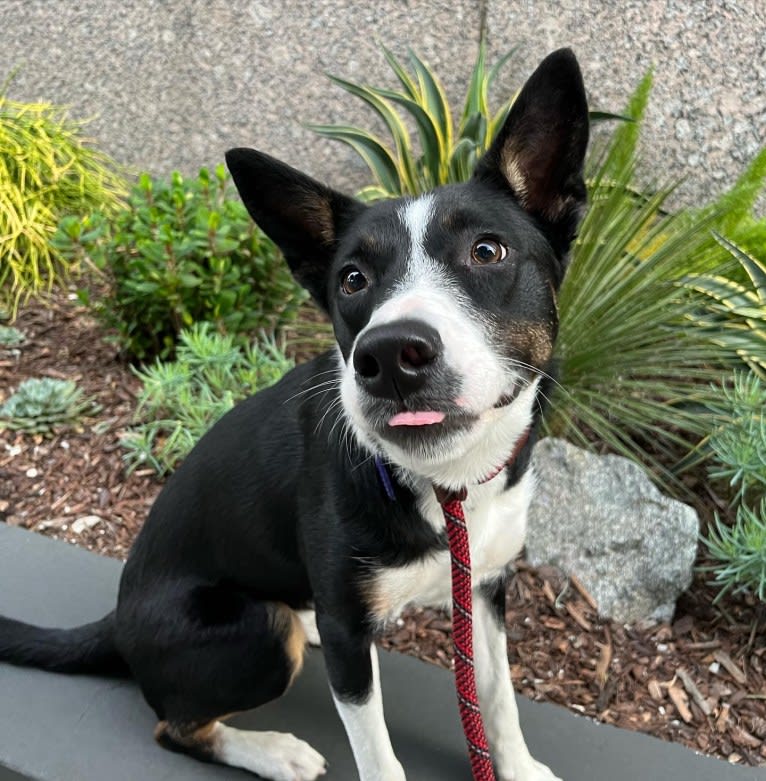 Laika, a Border Collie and Australian Cattle Dog mix tested with EmbarkVet.com