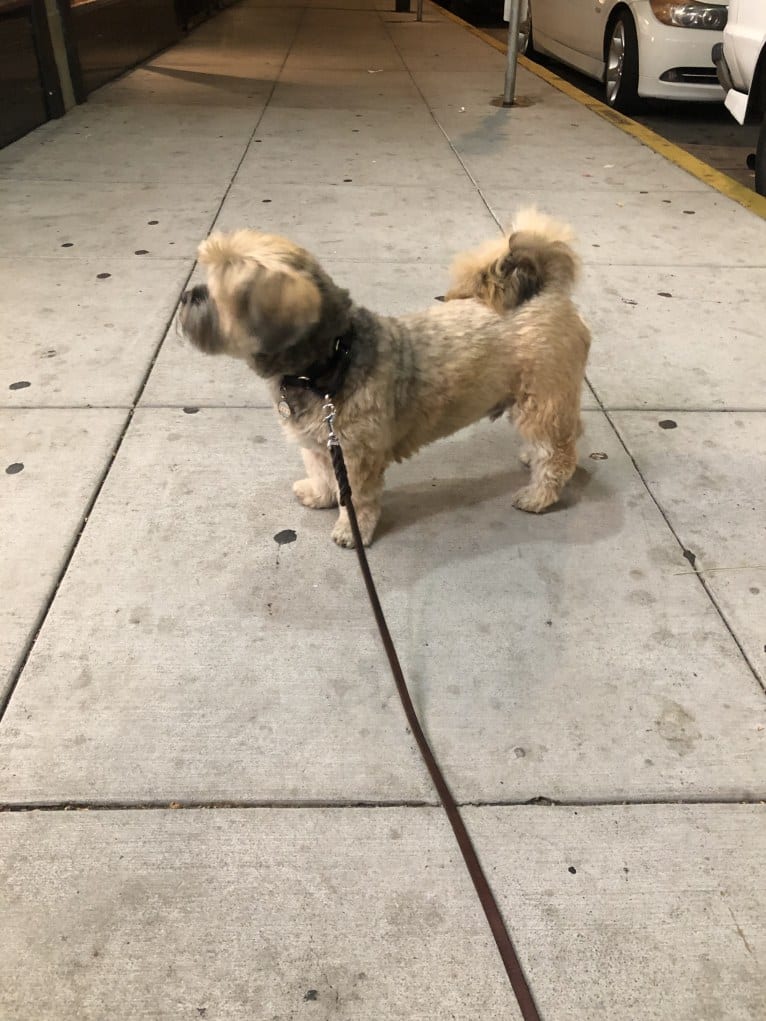 Trent, a Lhasa Apso and Shih Tzu mix tested with EmbarkVet.com