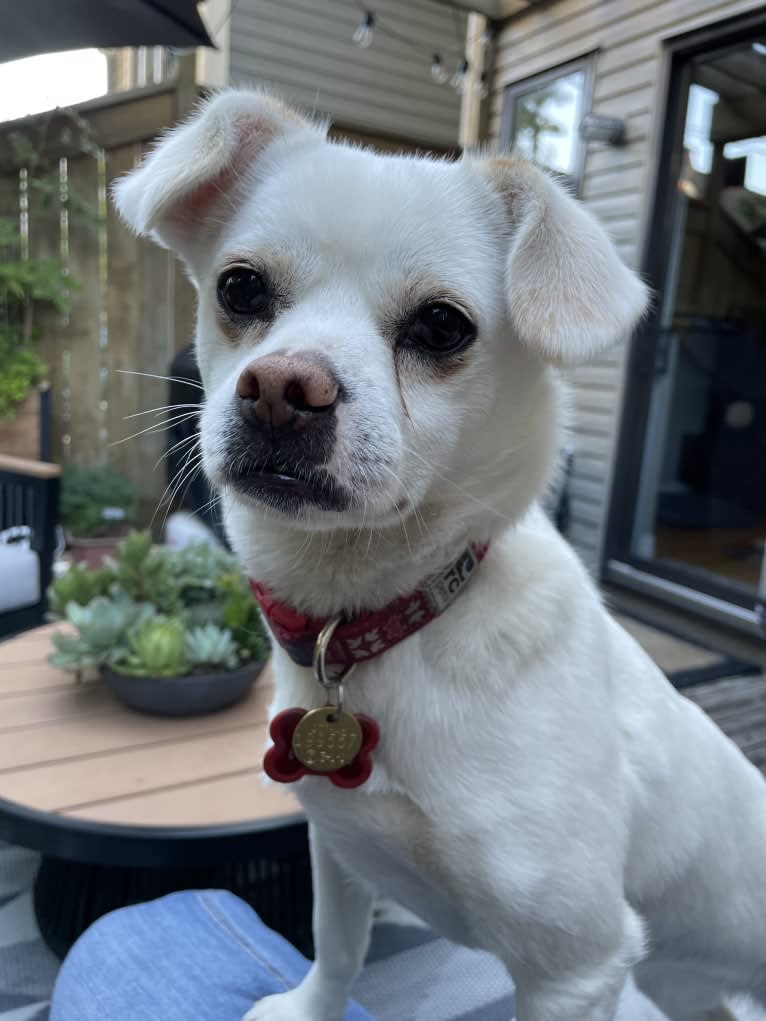 Ruby, a Pekingese and Thai Ridgeback mix tested with EmbarkVet.com