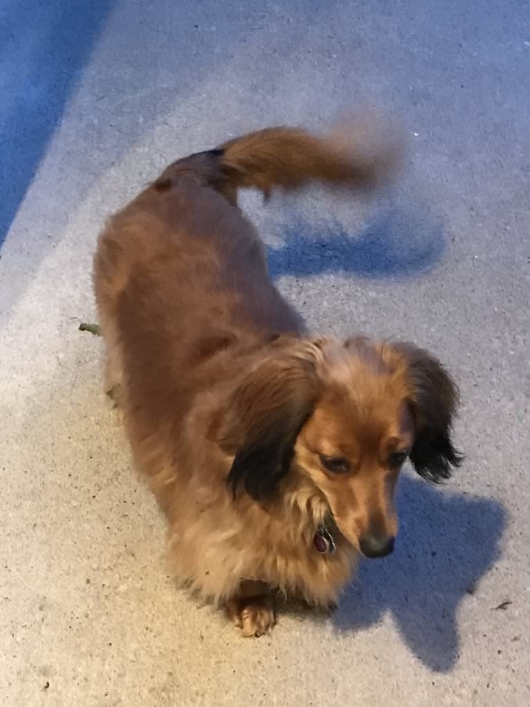 Hattie, a Dachshund (4.3% unresolved) tested with EmbarkVet.com