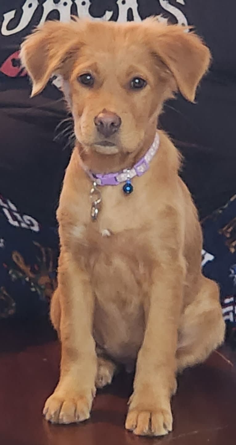 bella, a Melanesian Village Dog tested with EmbarkVet.com