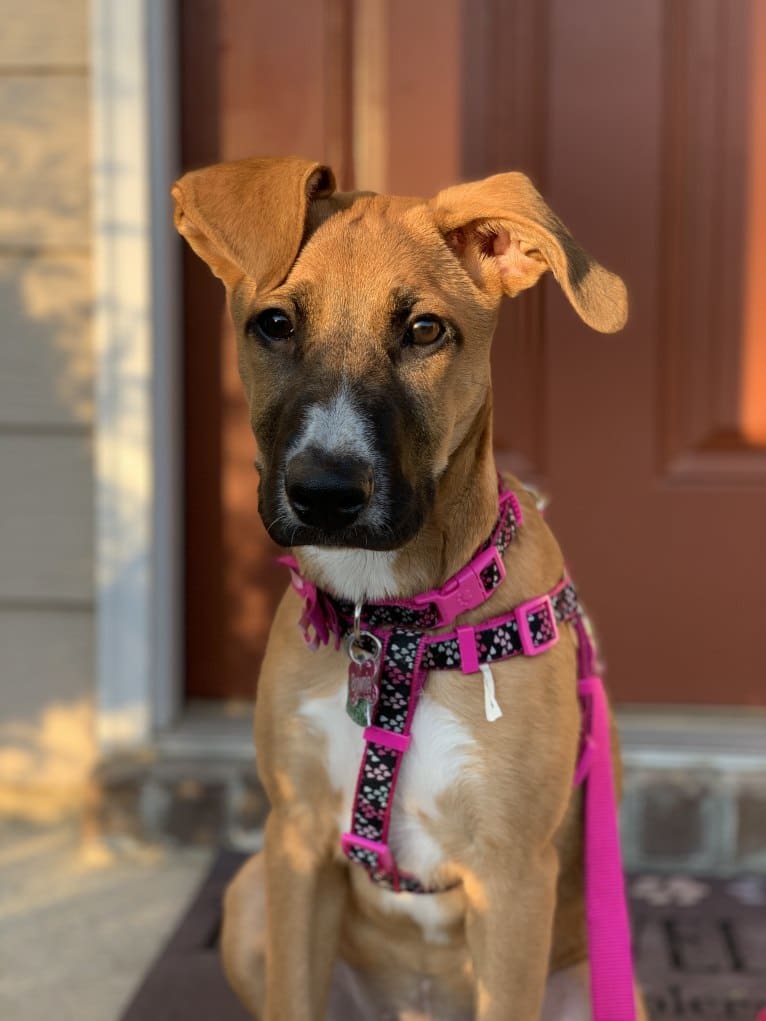 Brownie, an American Pit Bull Terrier and German Shepherd Dog mix tested with EmbarkVet.com