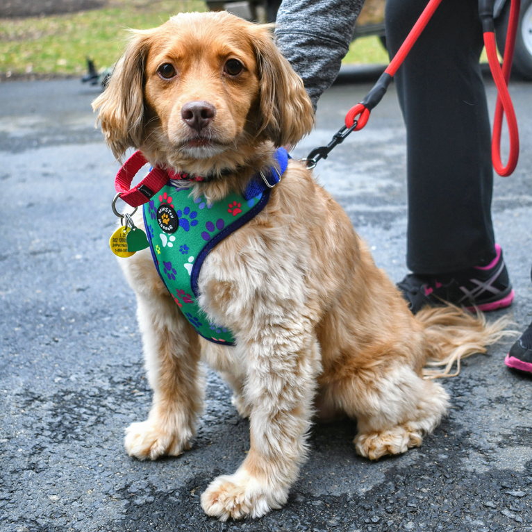 Moose Henry, a Cocker Spaniel and Russell-type Terrier mix tested with EmbarkVet.com