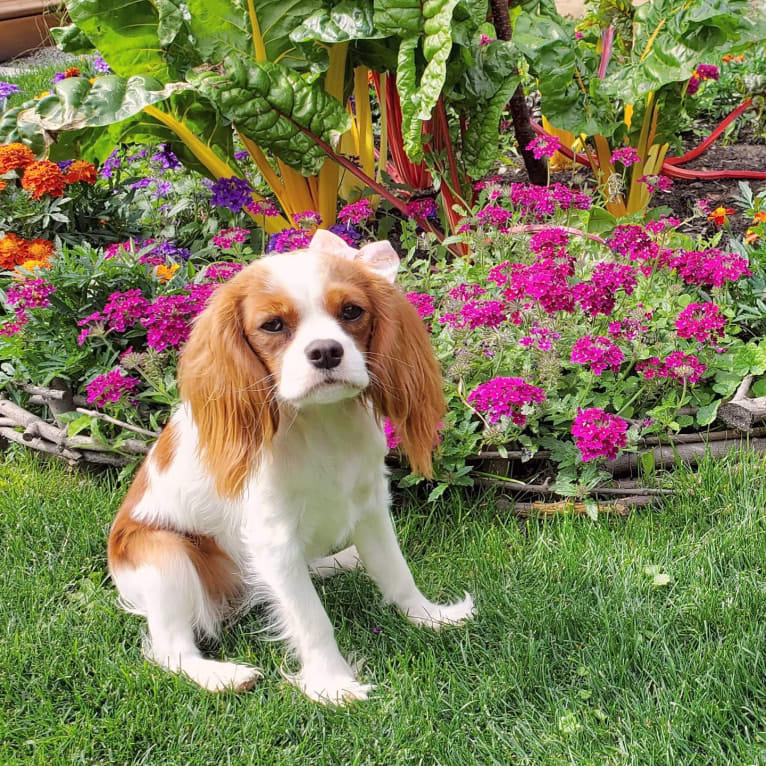 Princess Amelia the First (Millie), a Cavalier King Charles Spaniel tested with EmbarkVet.com