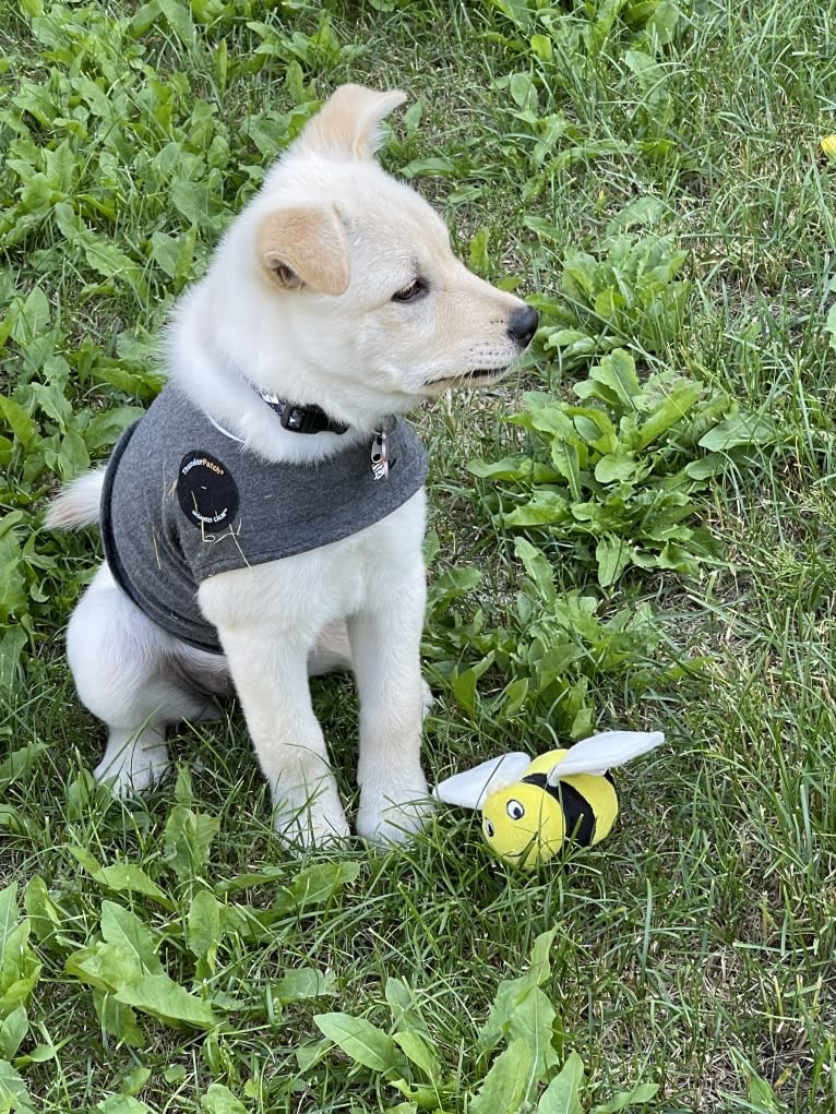 Nala, a Labrador Retriever and Chow Chow mix tested with EmbarkVet.com