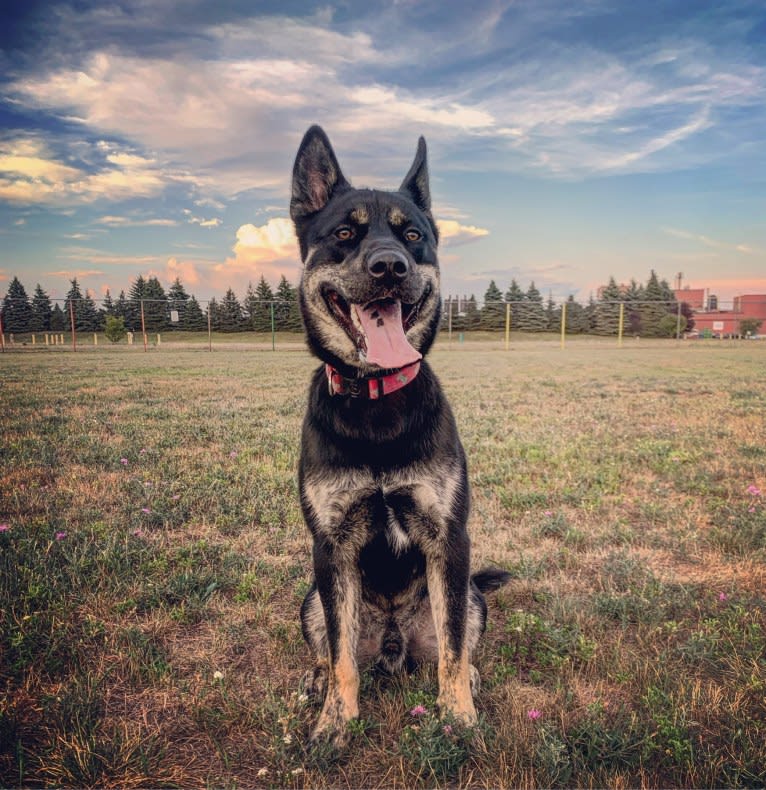 Rome, a Siberian Husky and Labrador Retriever mix tested with EmbarkVet.com