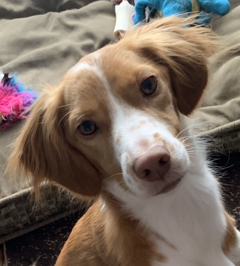 Rusty, a Brittany and Beagle mix tested with EmbarkVet.com