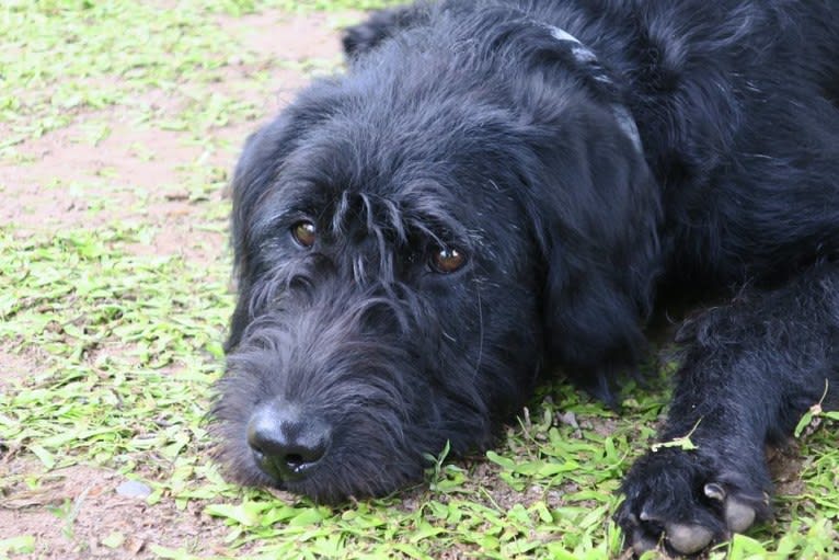 Bryson, a Labrador Retriever and Poodle (Standard) mix tested with EmbarkVet.com