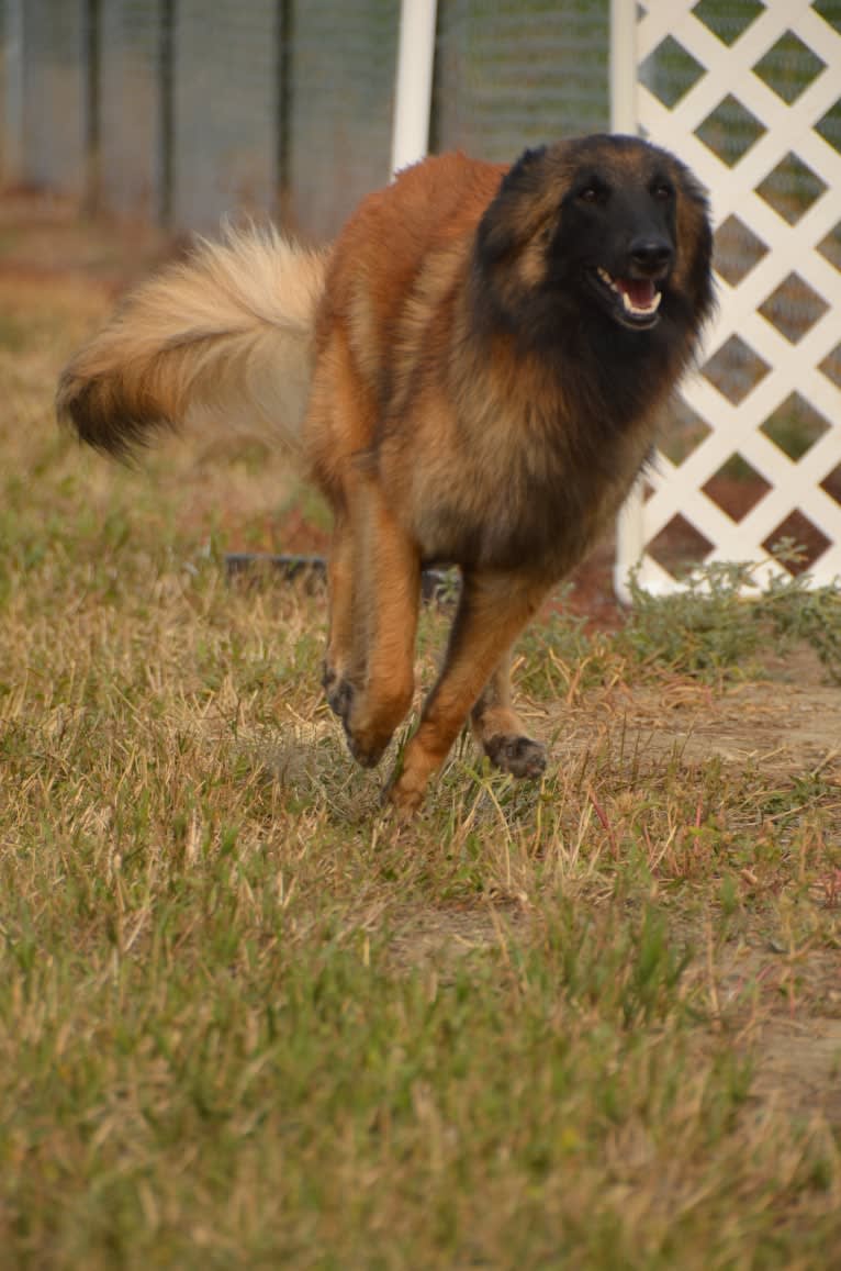 Laila, a Belgian Shepherd tested with EmbarkVet.com