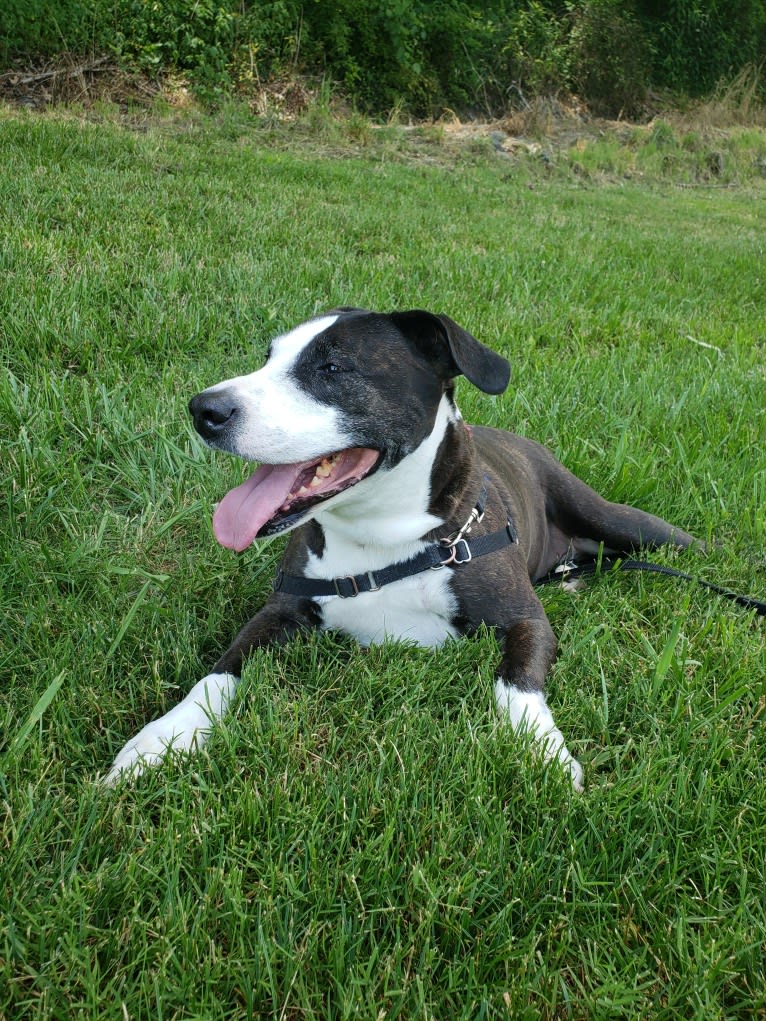 Roxy, an American Pit Bull Terrier tested with EmbarkVet.com