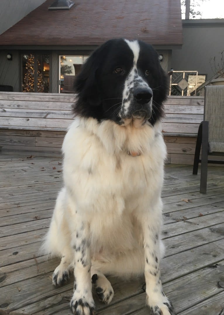 Osa Stott, a Newfoundland and Great Pyrenees mix tested with EmbarkVet.com