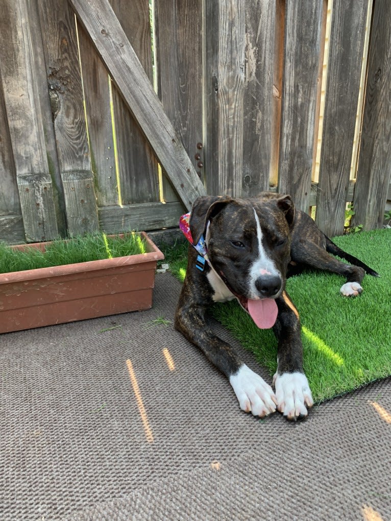 Chidi Buddy, an American Bully tested with EmbarkVet.com