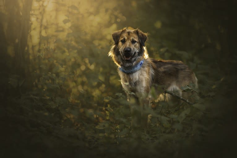 Journey, a Chinese Village Dog tested with EmbarkVet.com