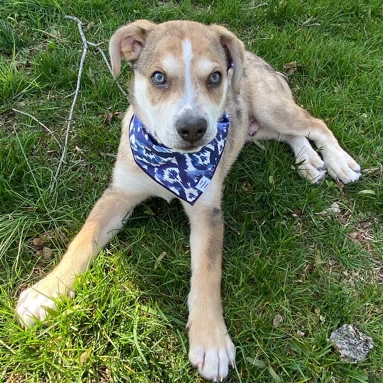 Beau, a Siberian Husky and American Bulldog mix tested with EmbarkVet.com