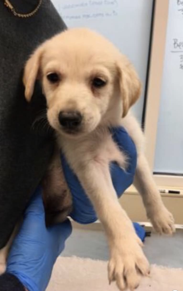 Ella, a Labrador Retriever and Siberian Husky mix tested with EmbarkVet.com