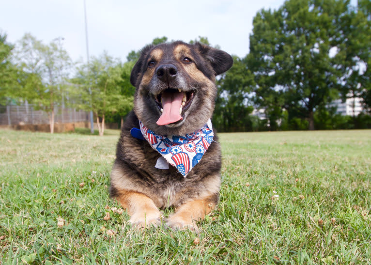 Simba, a German Shepherd Dog and Labrador Retriever mix tested with EmbarkVet.com