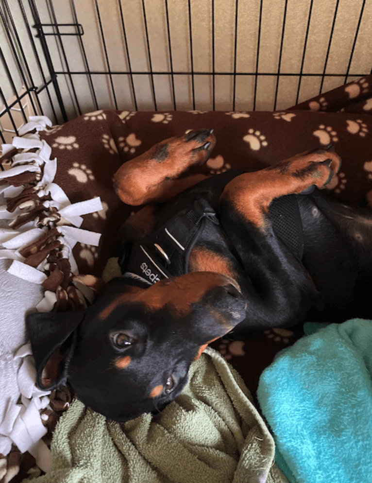 Arlo, a Doberman Pinscher tested with EmbarkVet.com