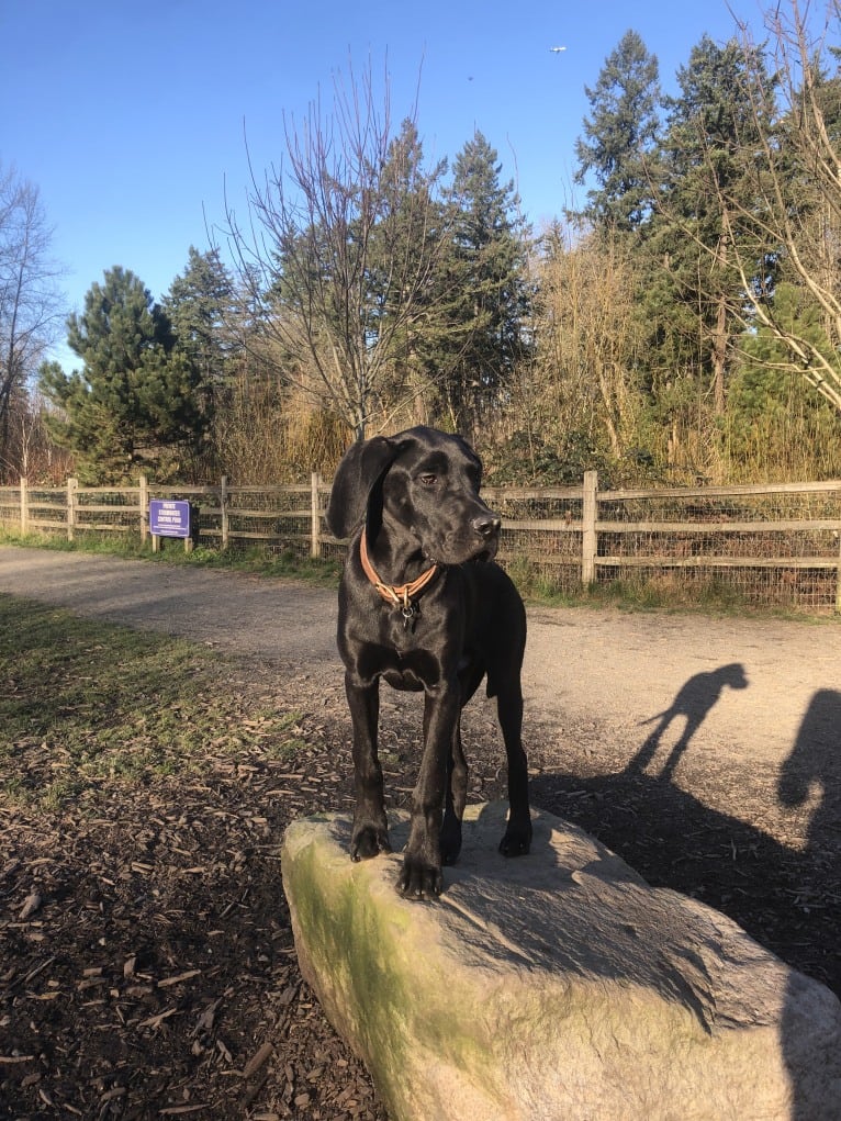 Calvin, a Great Dane and Saint Bernard mix tested with EmbarkVet.com