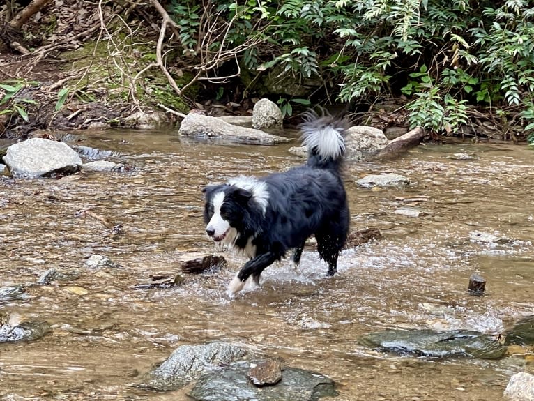 Angel, a Border Collie tested with EmbarkVet.com