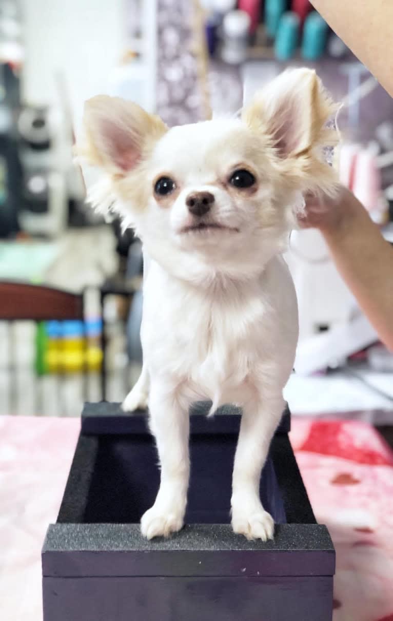 Maleficent, a Chihuahua tested with EmbarkVet.com