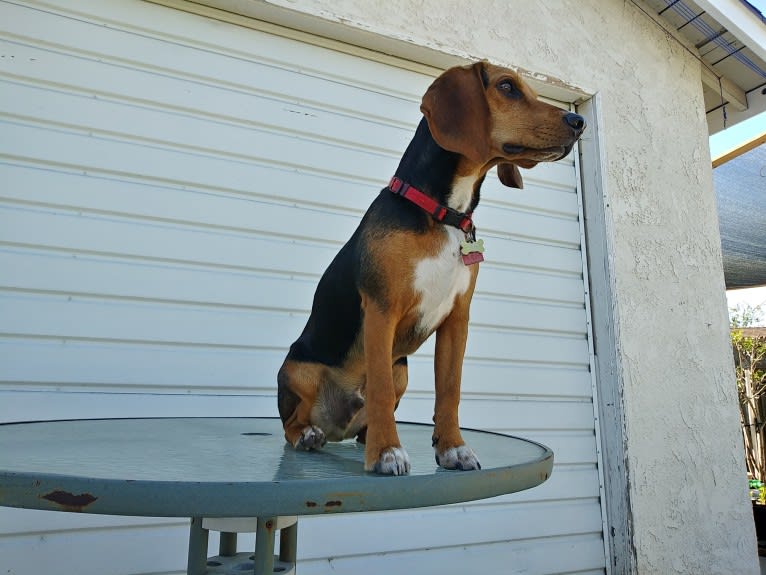 Sparky, a Beagle (8.8% unresolved) tested with EmbarkVet.com