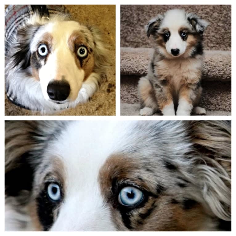 MaizyRose, an Australian Shepherd tested with EmbarkVet.com