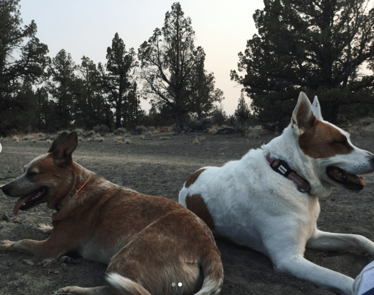 Joliet, an Australian Cattle Dog tested with EmbarkVet.com