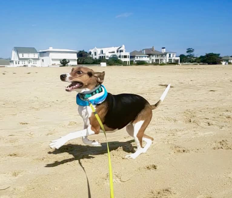 Roxy, a Treeing Walker Coonhound tested with EmbarkVet.com