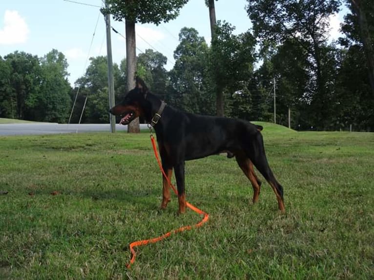 Riku, a Doberman Pinscher tested with EmbarkVet.com