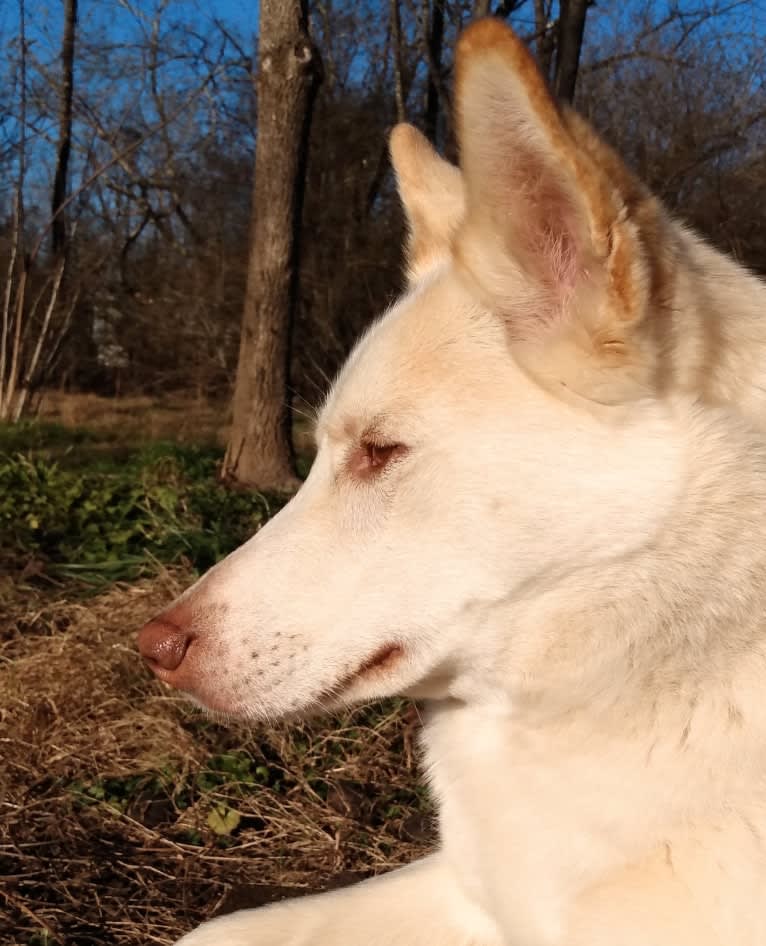 Kestrel, a Siberian Husky and Shetland Sheepdog mix tested with EmbarkVet.com