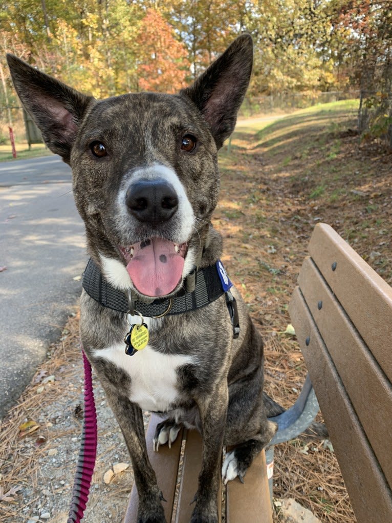 Jax, an Australian Cattle Dog and American Pit Bull Terrier mix tested with EmbarkVet.com