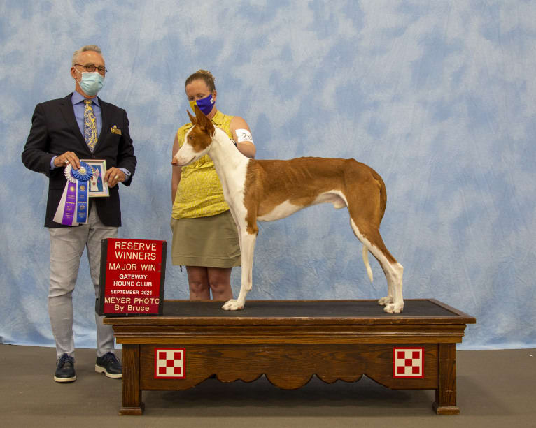 Legend, an Ibizan Hound tested with EmbarkVet.com