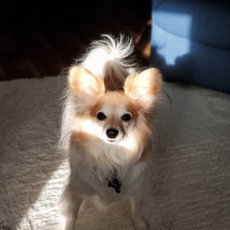 Rusko, a Papillon tested with EmbarkVet.com