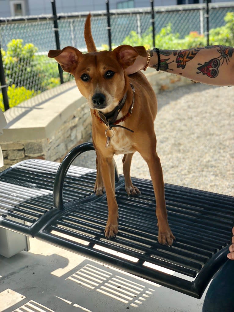 Basil, a Chihuahua and Australian Cattle Dog mix tested with EmbarkVet.com