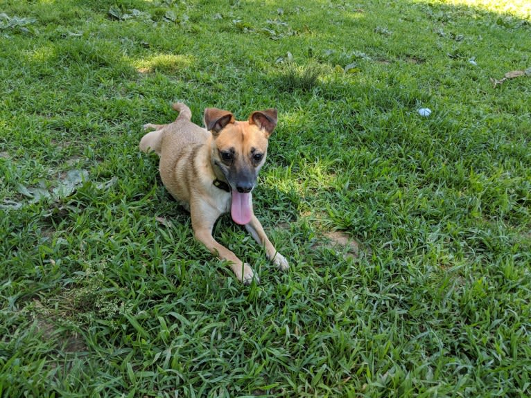 Audrey, a Chihuahua and Miniature Pinscher mix tested with EmbarkVet.com