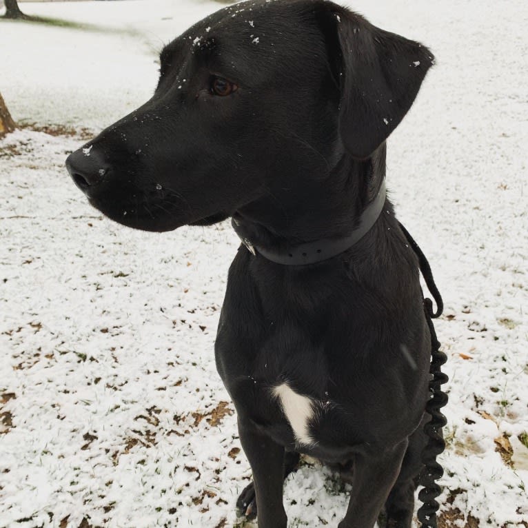 Rhett Butler, a Labrador Retriever and American Pit Bull Terrier mix tested with EmbarkVet.com