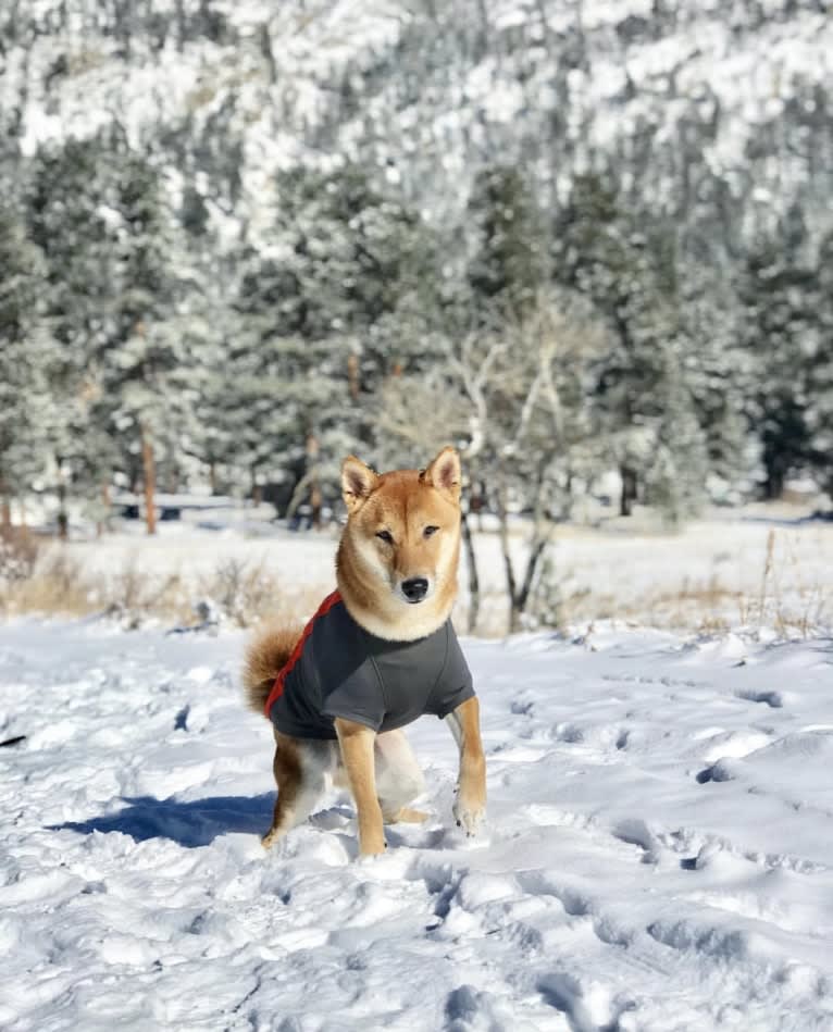 Max, a Shiba Inu tested with EmbarkVet.com