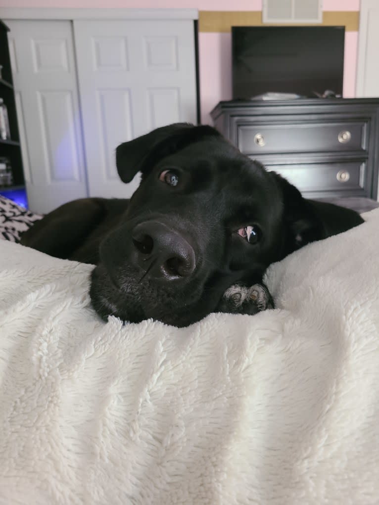 Hunter, a Labrador Retriever and American Bulldog mix tested with EmbarkVet.com