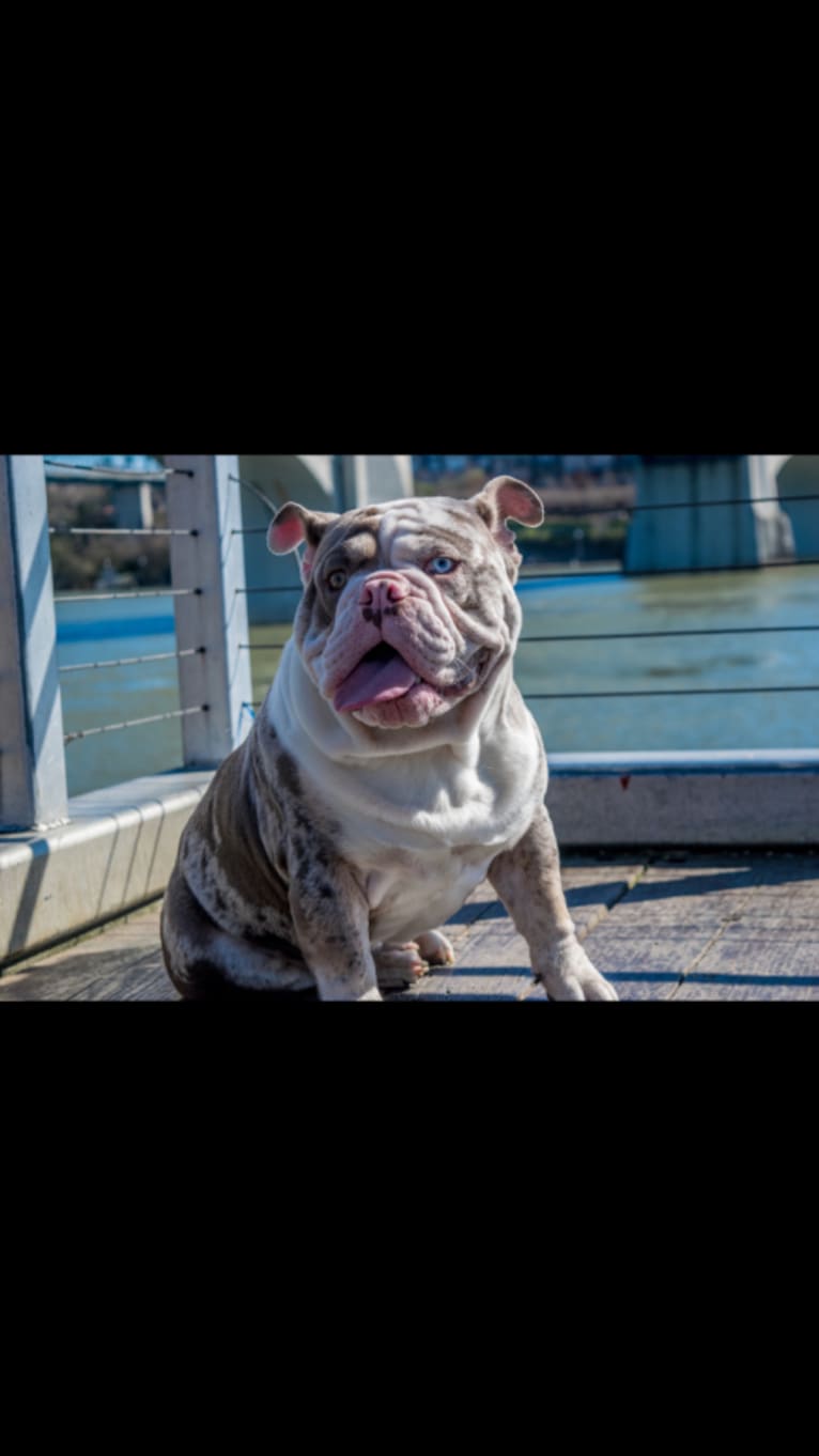 Atlas, a Bulldog tested with EmbarkVet.com