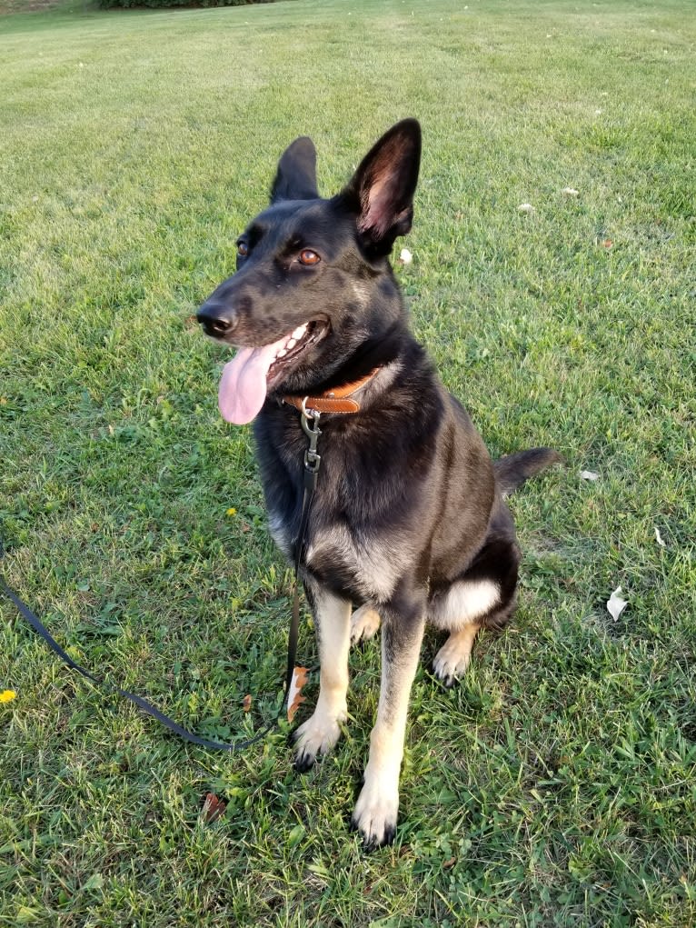 Miss Black, a German Shepherd Dog tested with EmbarkVet.com