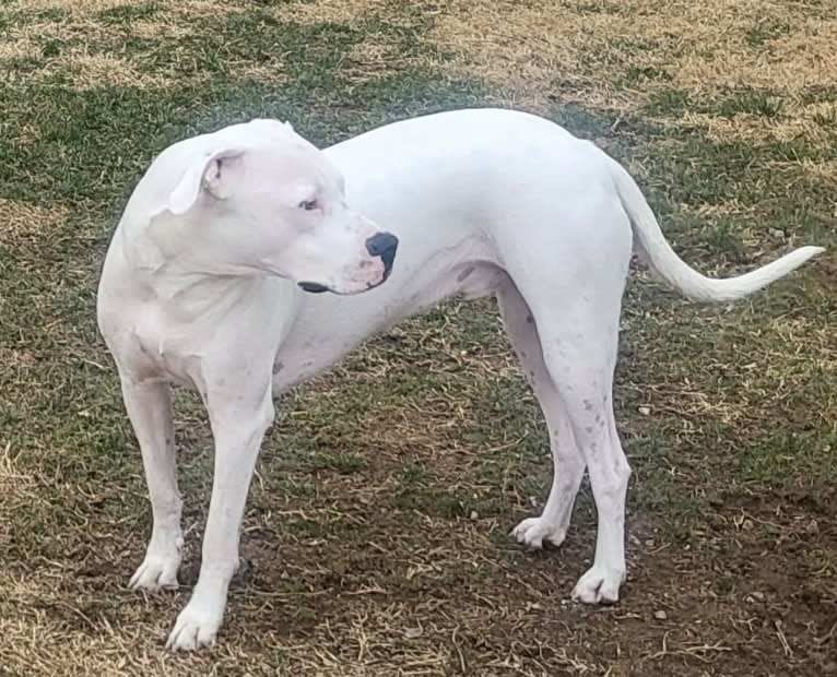 Opie, a Dogo Argentino tested with EmbarkVet.com