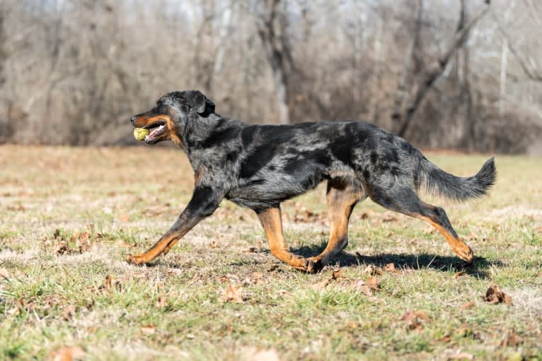 Strahd, a Beauceron tested with EmbarkVet.com