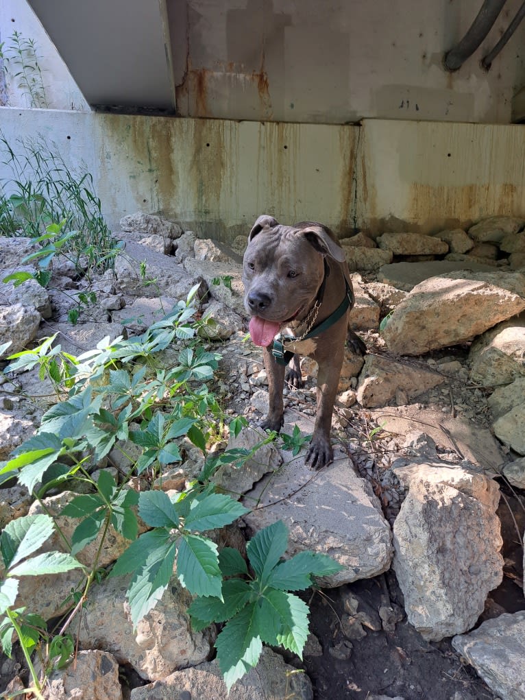 Killua, an American Bully tested with EmbarkVet.com