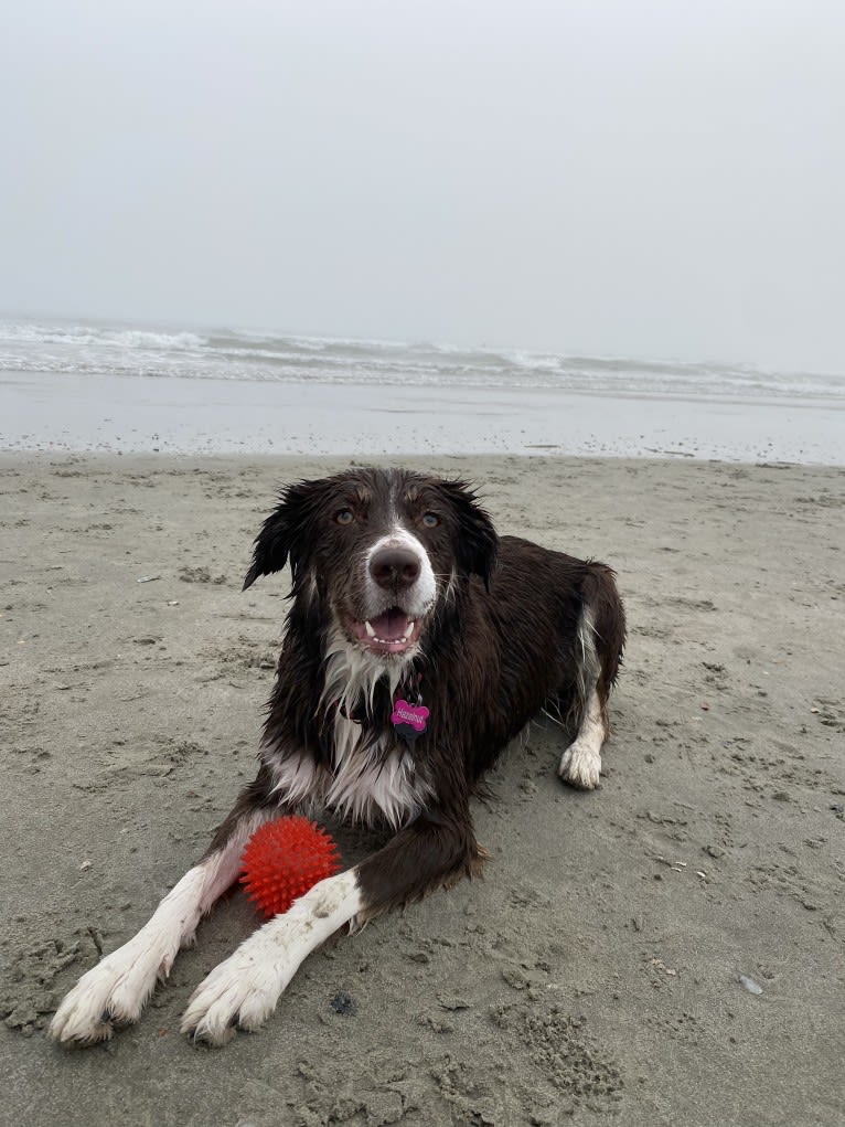 Hazelnut, a Border Collie and Siberian Husky mix tested with EmbarkVet.com