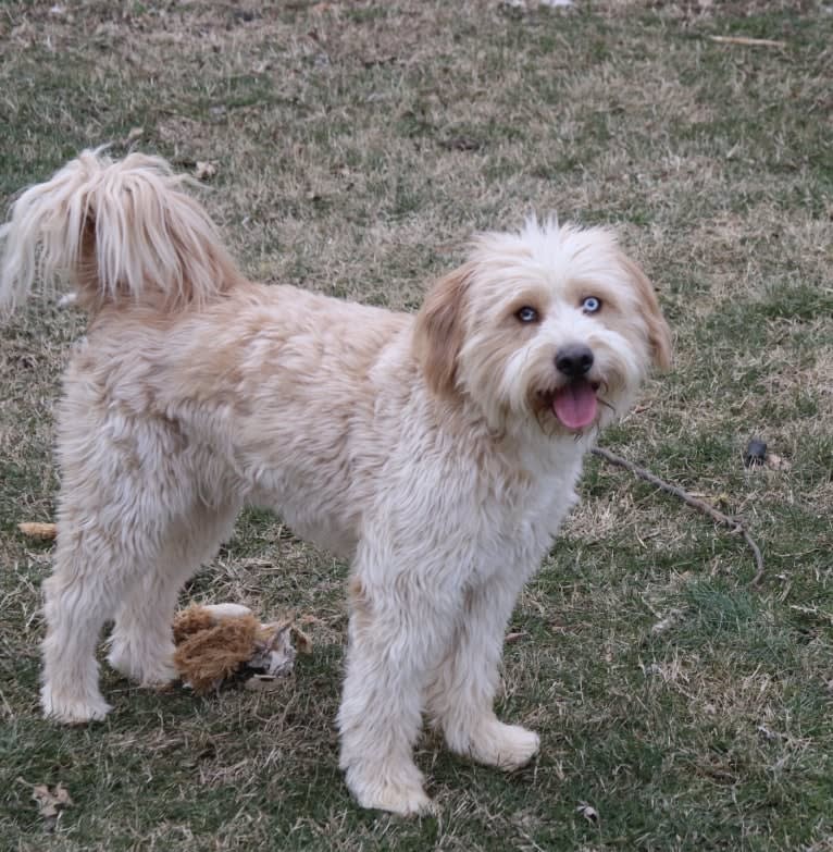 Leo, a Beagle and Golden Retriever mix tested with EmbarkVet.com