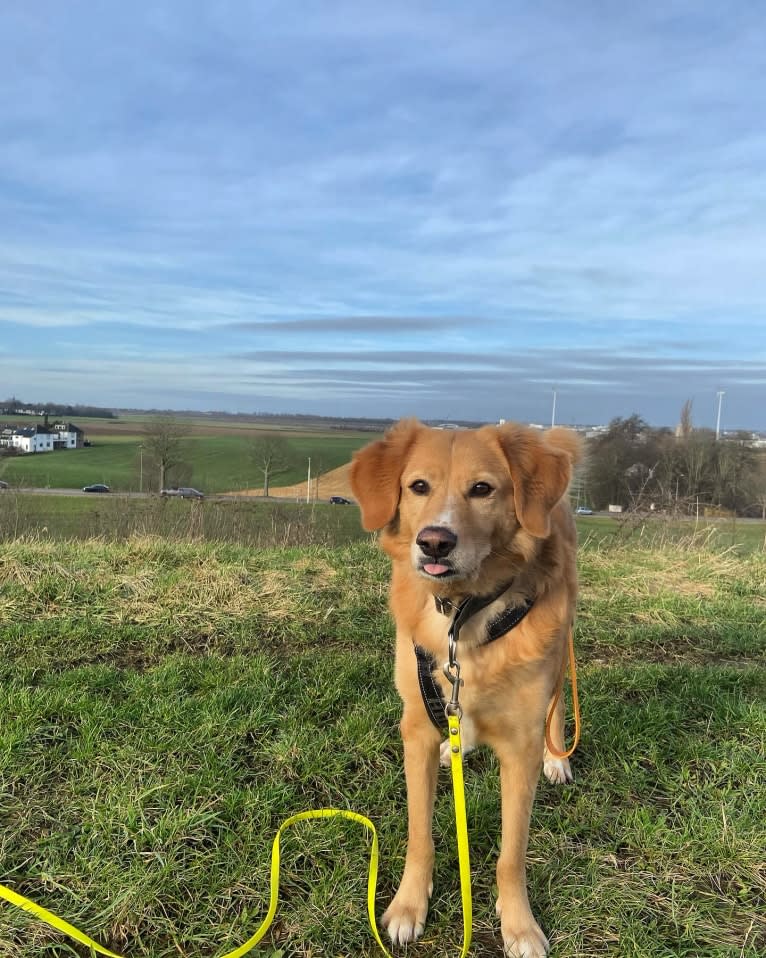 Puck, an Eastern European Village Dog tested with EmbarkVet.com