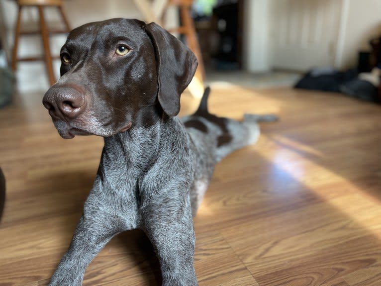Nux, a German Shorthaired Pointer tested with EmbarkVet.com